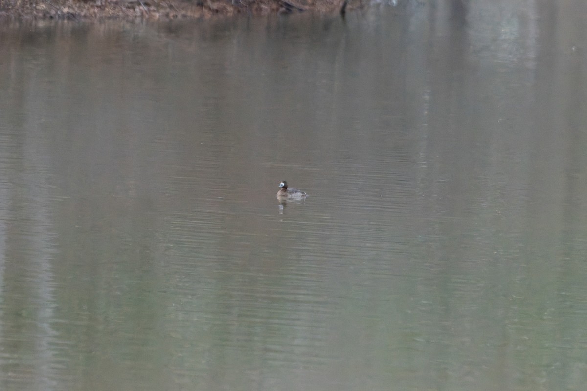 コスズガモ - ML647874625