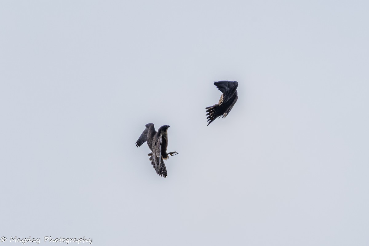 ハヤブサ - ML647874626