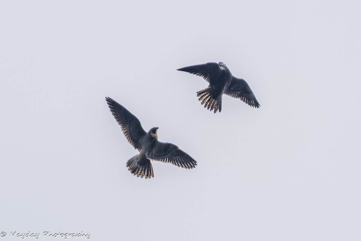 ハヤブサ - ML647874627