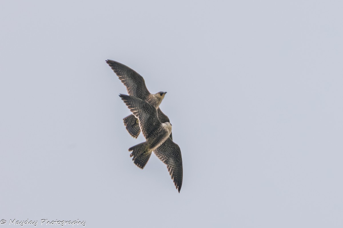 ハヤブサ - ML647874629