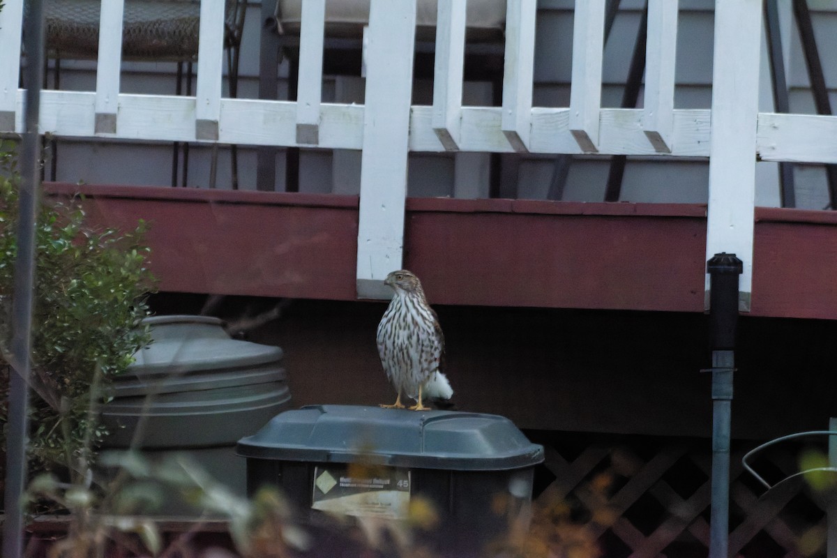 クーパーハイタカ - ML647874634