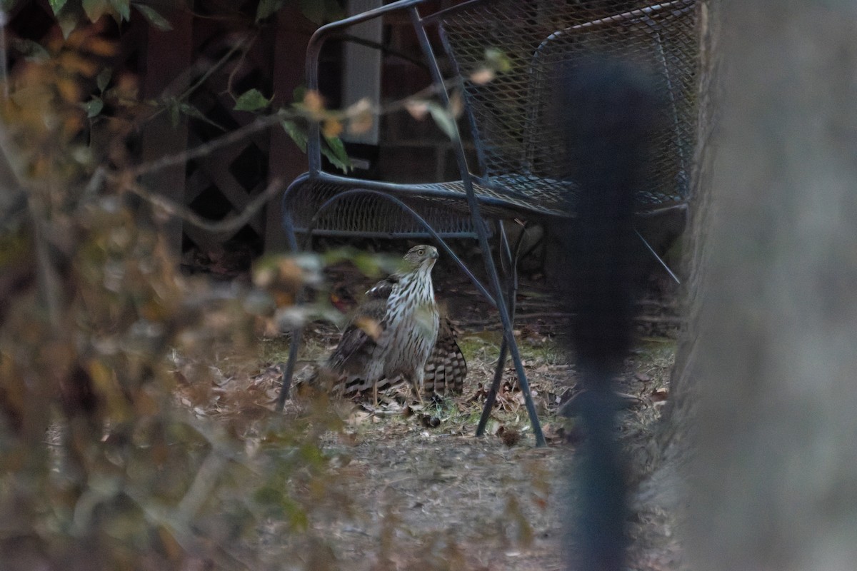 クーパーハイタカ - ML647874635