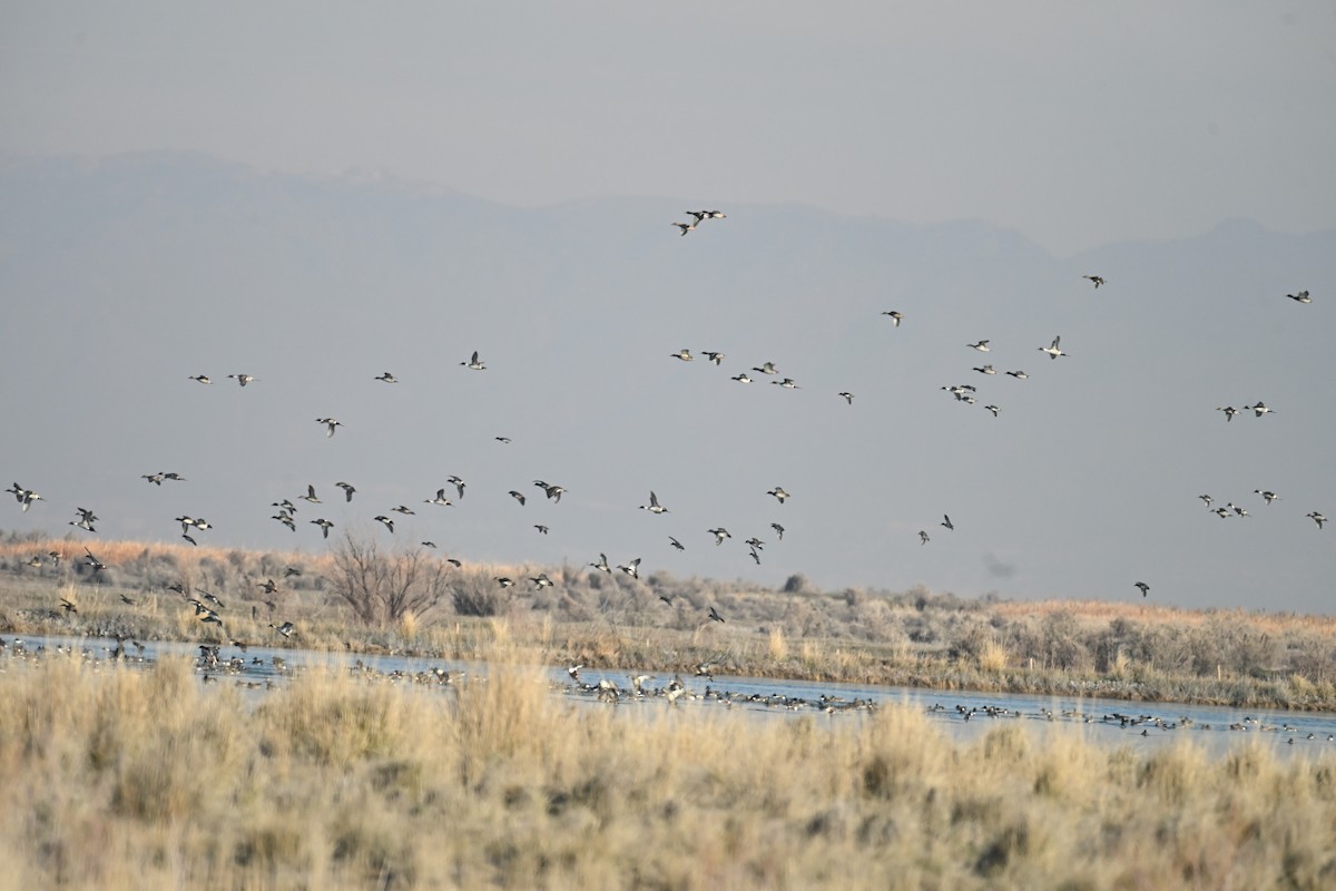 Canapiglia - ML647874641