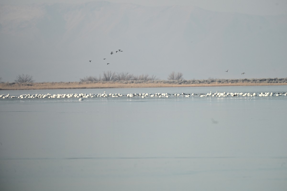 Tundra Swan (Whistling) - ML647874647