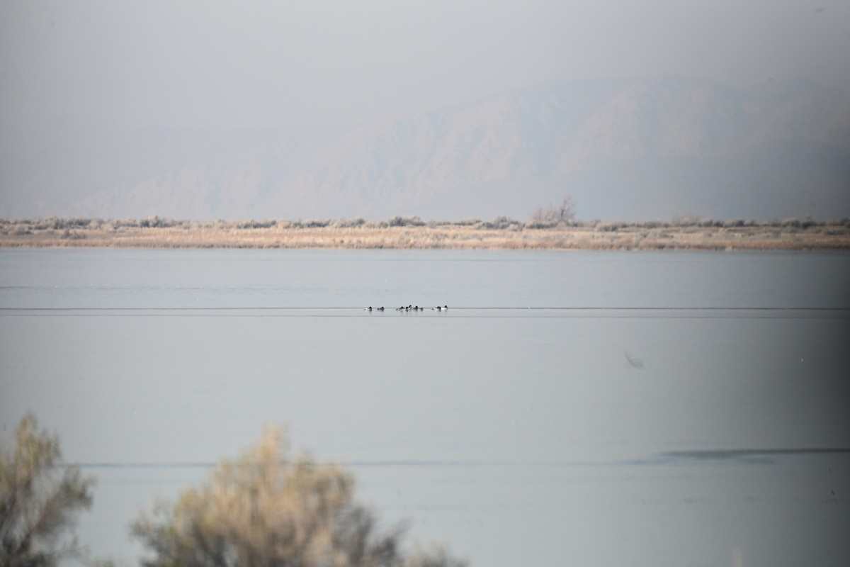 Quattrocchi - ML647874653