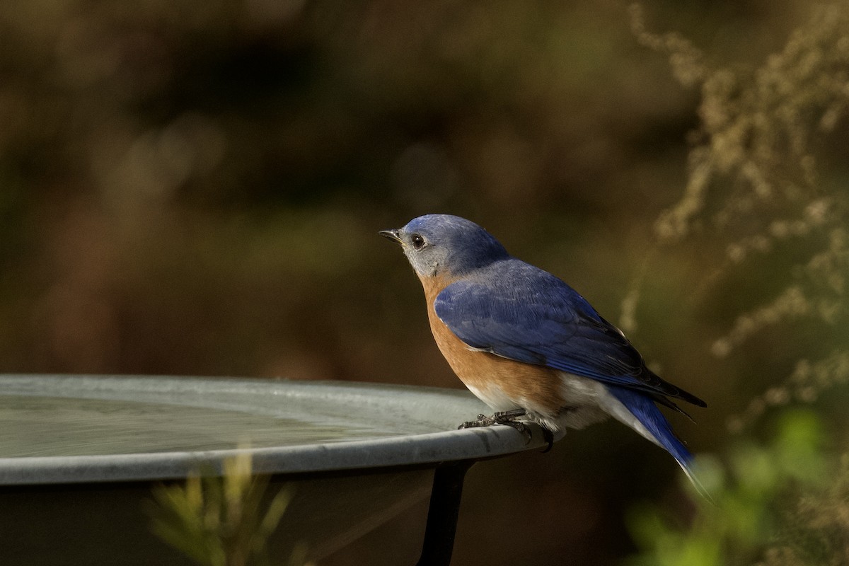 Eastern Bluebird - ML647874656
