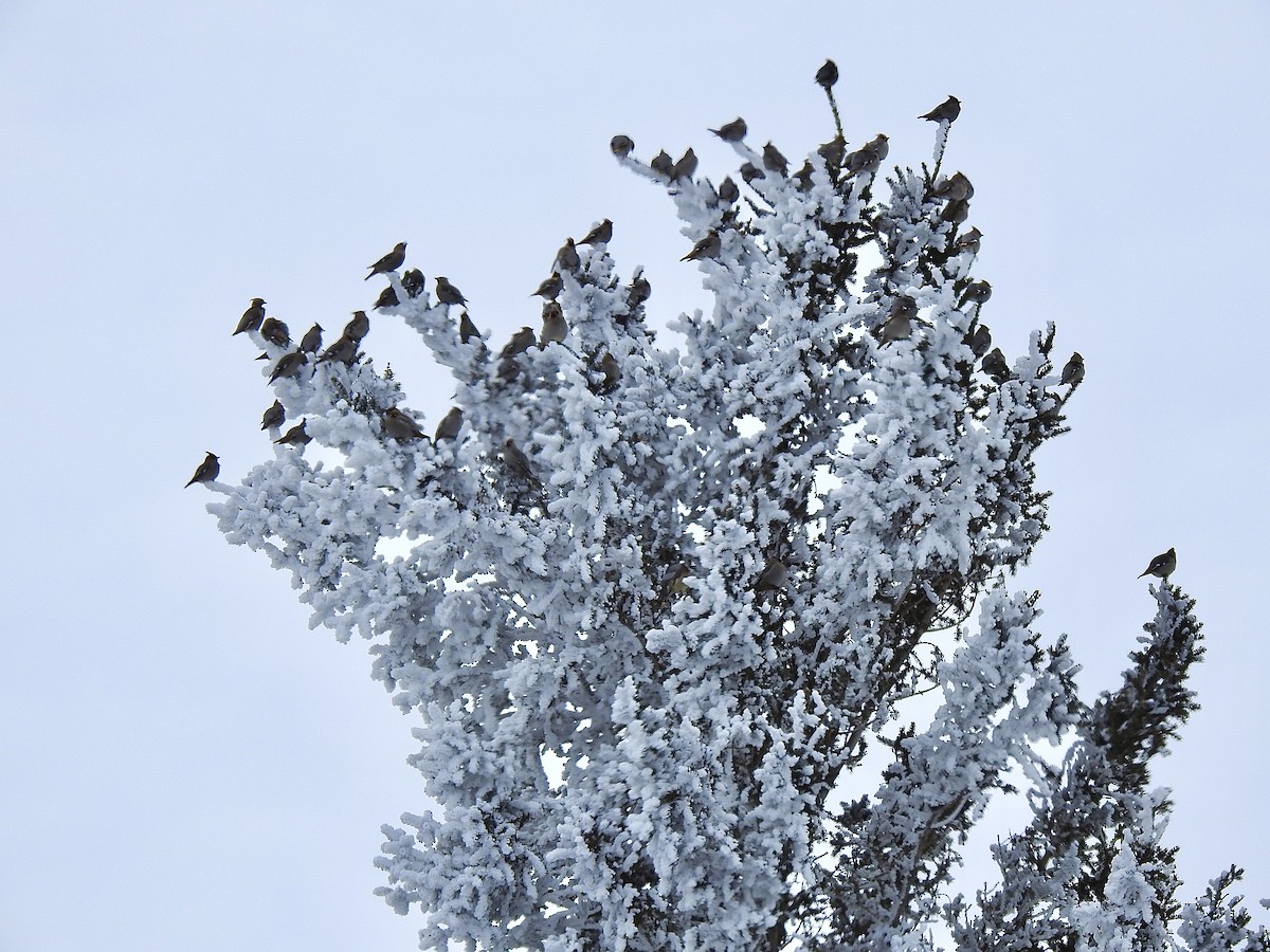 Bohemian Waxwing - ML647874657