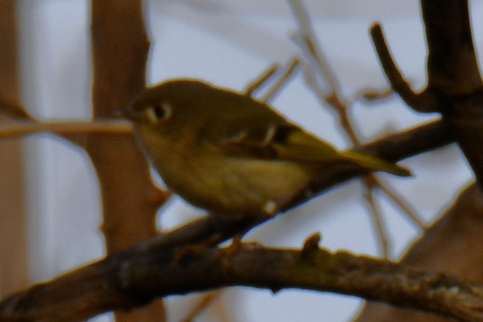 Золотомушка рубіновочуба - ML647874658