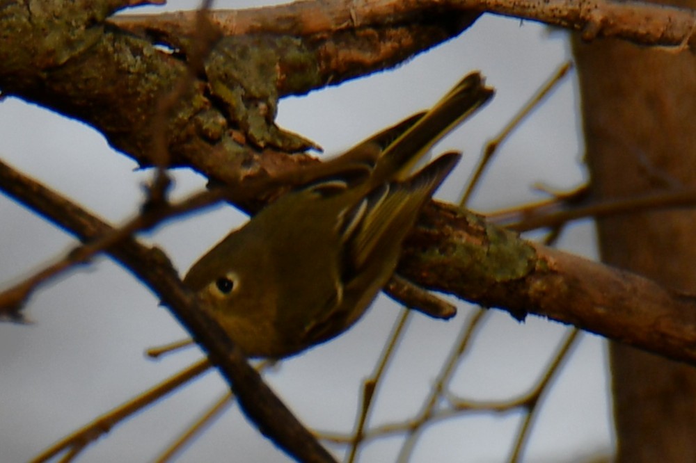 Золотомушка рубіновочуба - ML647874659