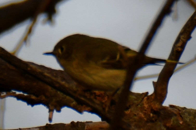 Золотомушка рубіновочуба - ML647874660