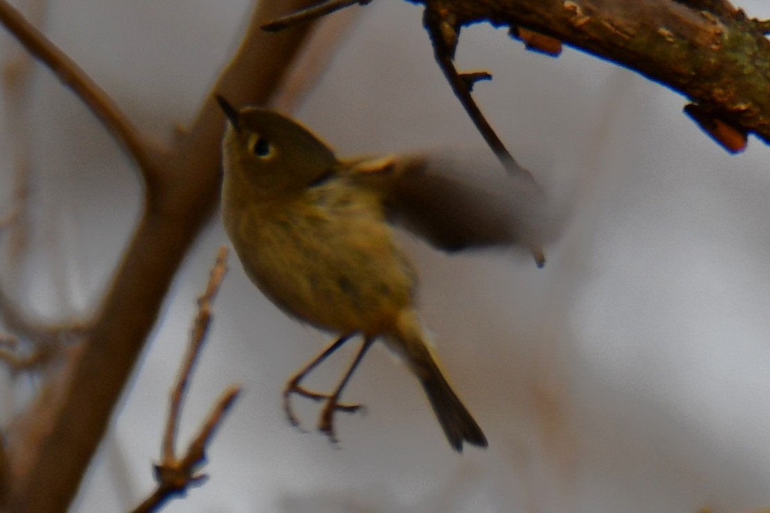 Золотомушка рубіновочуба - ML647874661