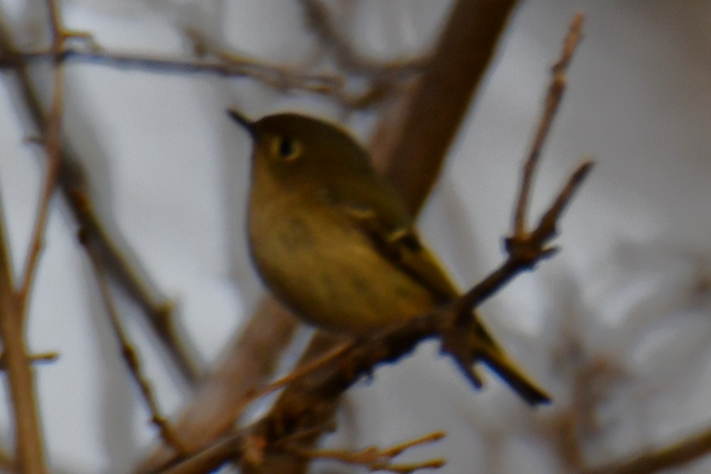 Золотомушка рубіновочуба - ML647874662