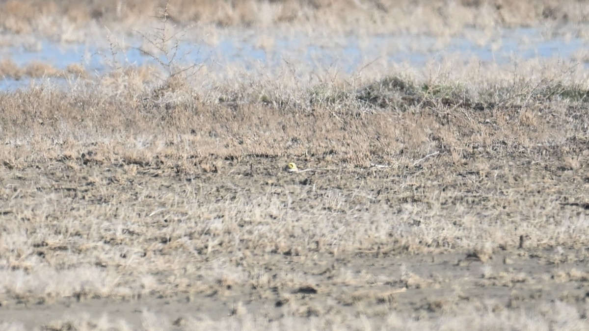 Allodola golagialla - ML647874665