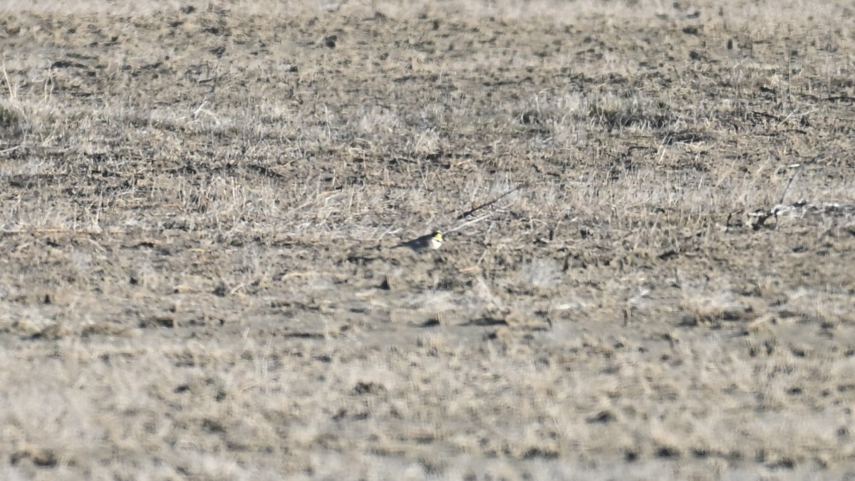 Allodola golagialla - ML647874666