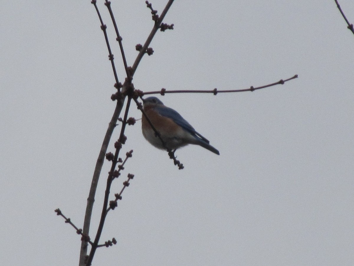 Eastern Bluebird - ML647874668