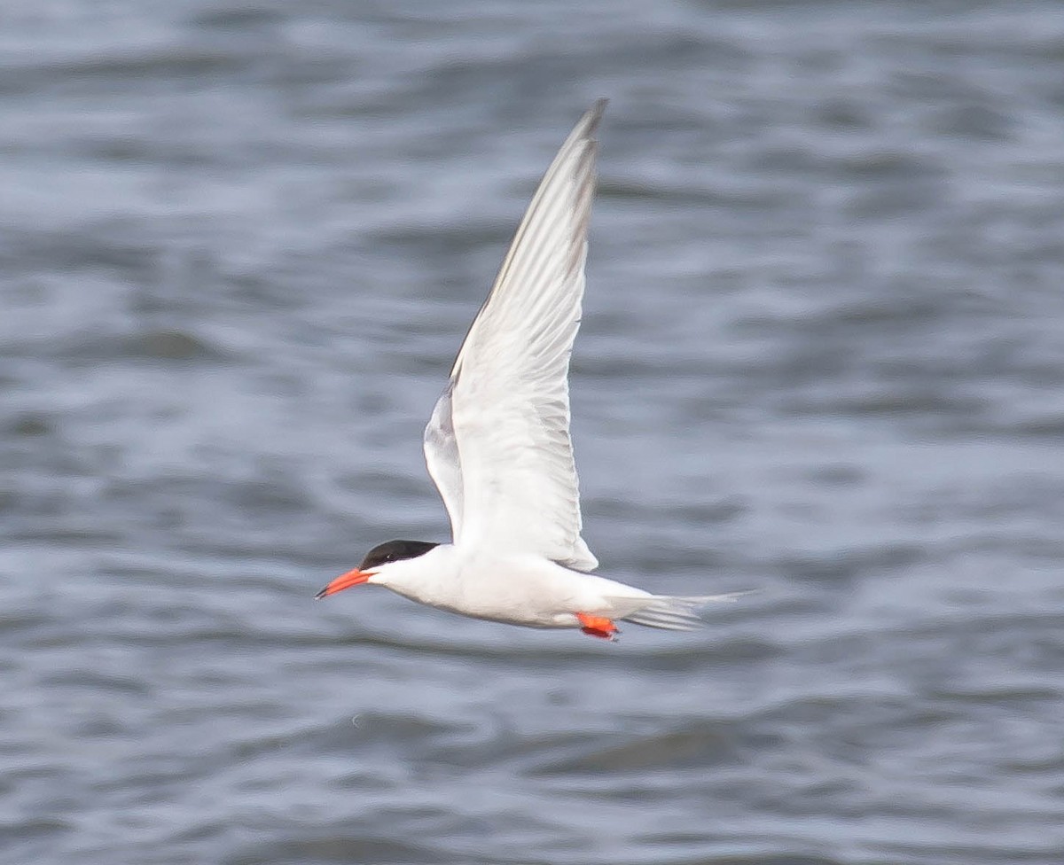 Common Tern - ML647874671