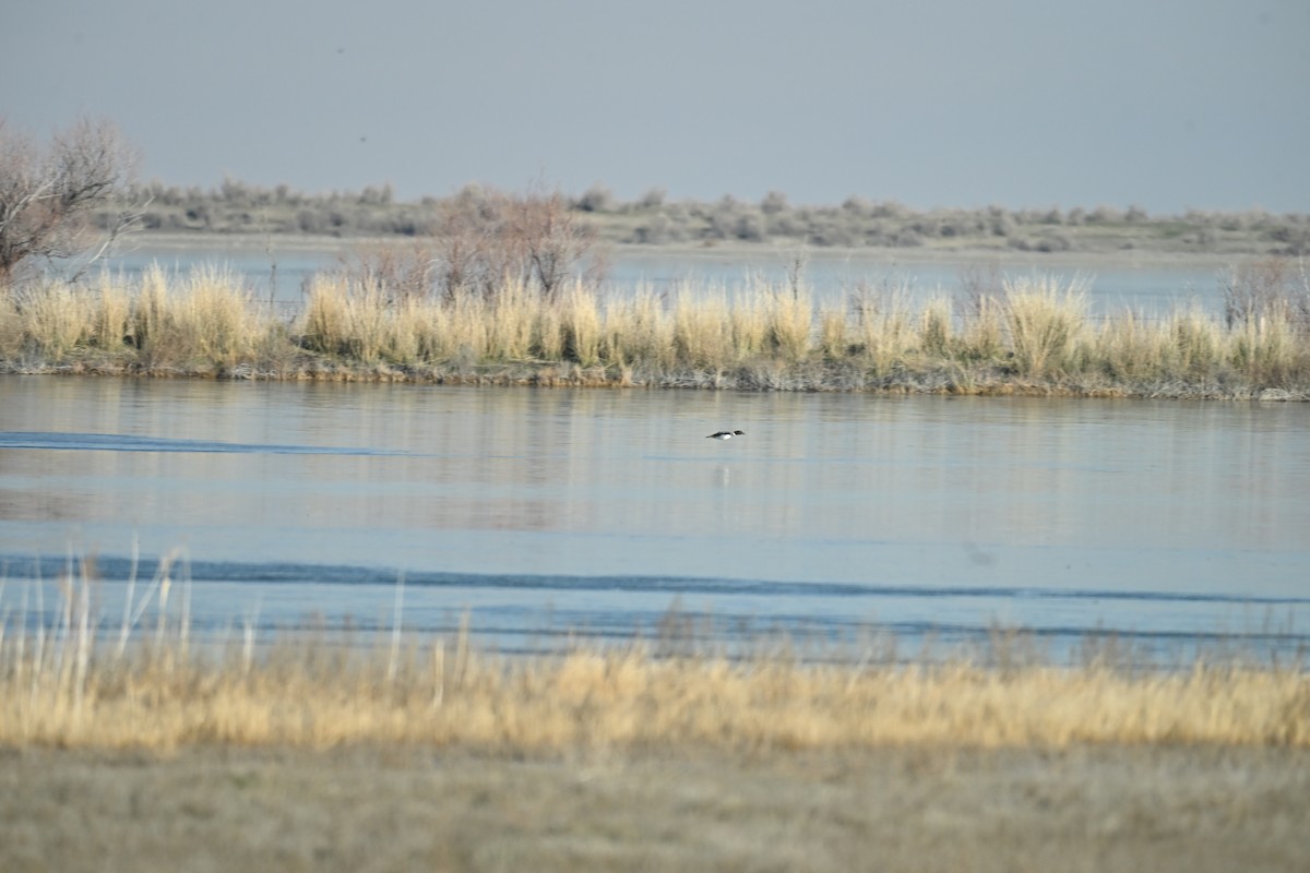 Quattrocchi - ML647874675