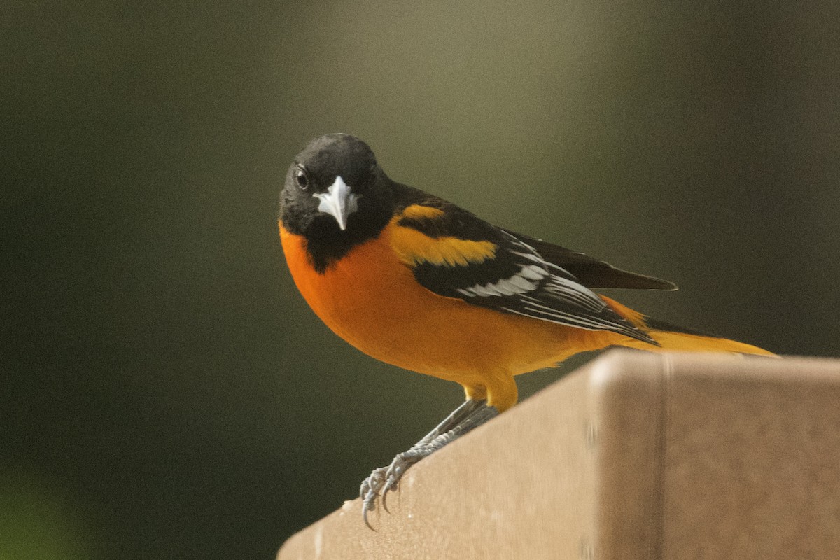 ボルチモアムクドリモドキ - ML647874676