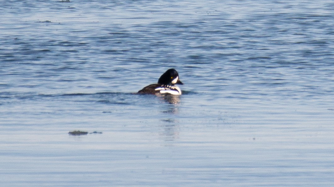 キタホオジロガモ - ML647874684