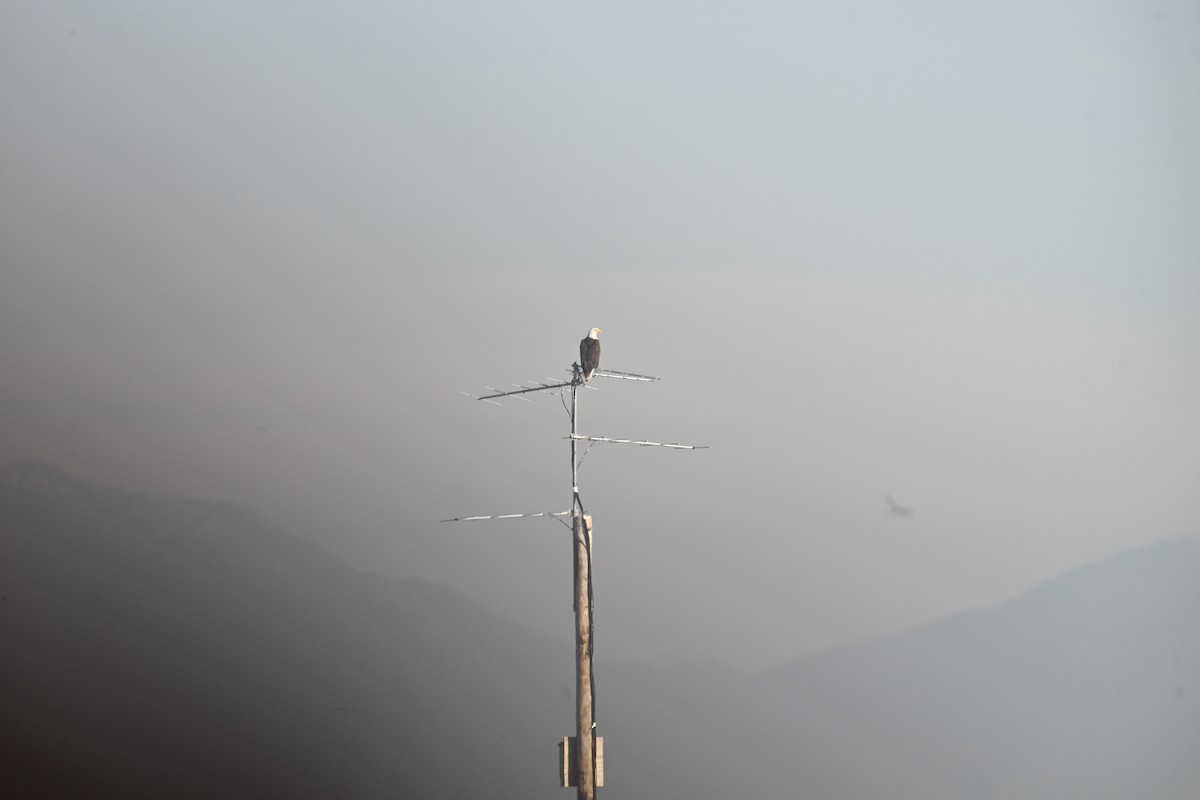 Bald Eagle - ML647874690