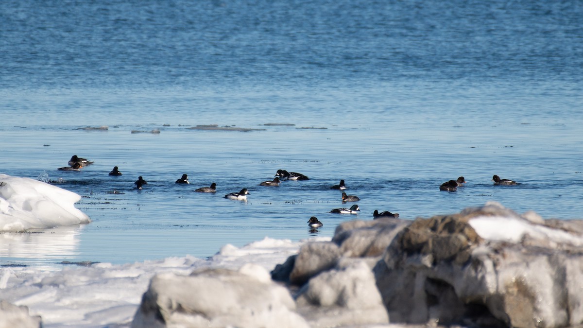 キタホオジロガモ - ML647874691