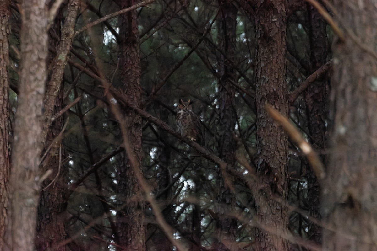 Great Horned Owl - ML647874694