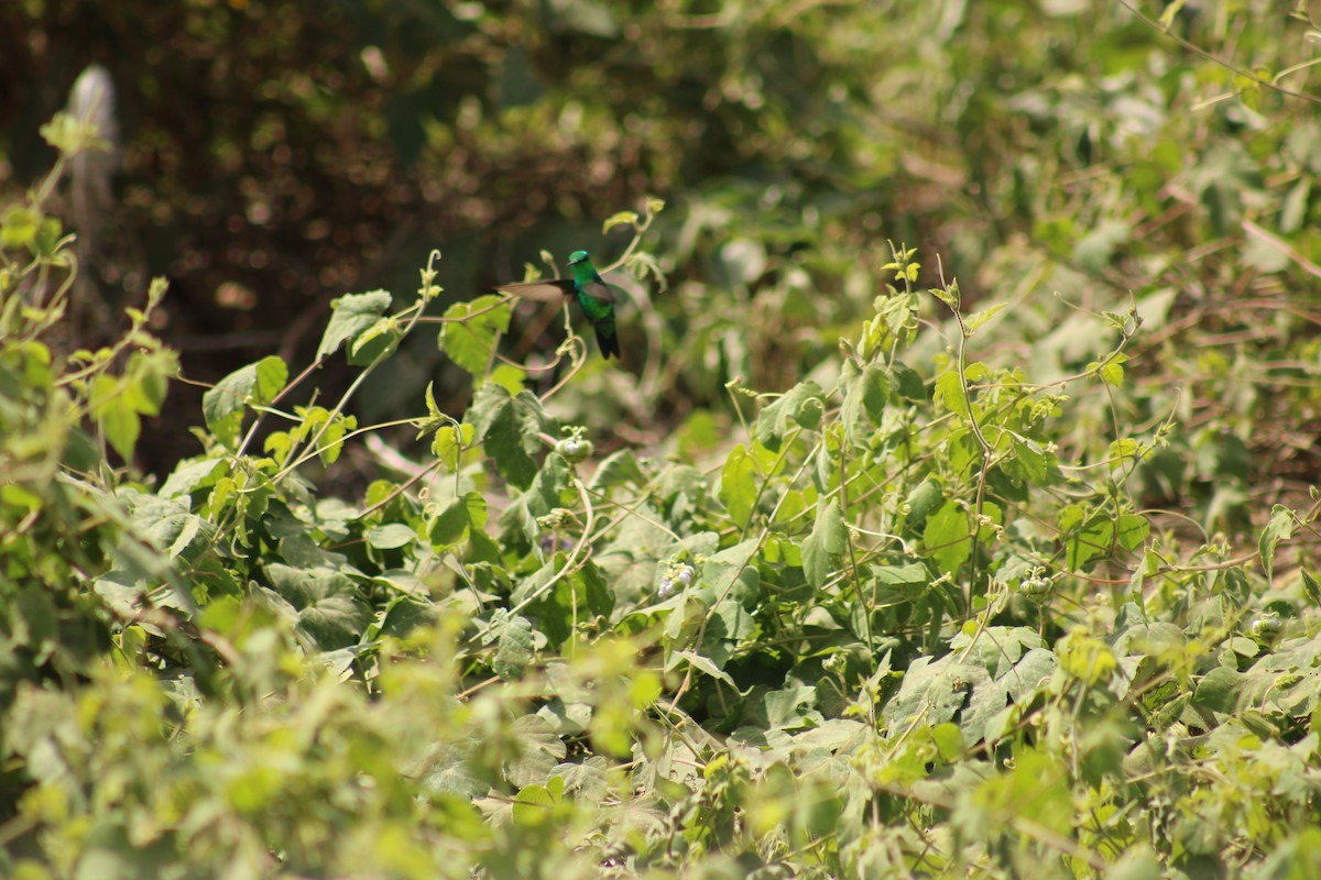 Blue-tailed Emerald - ML647874697