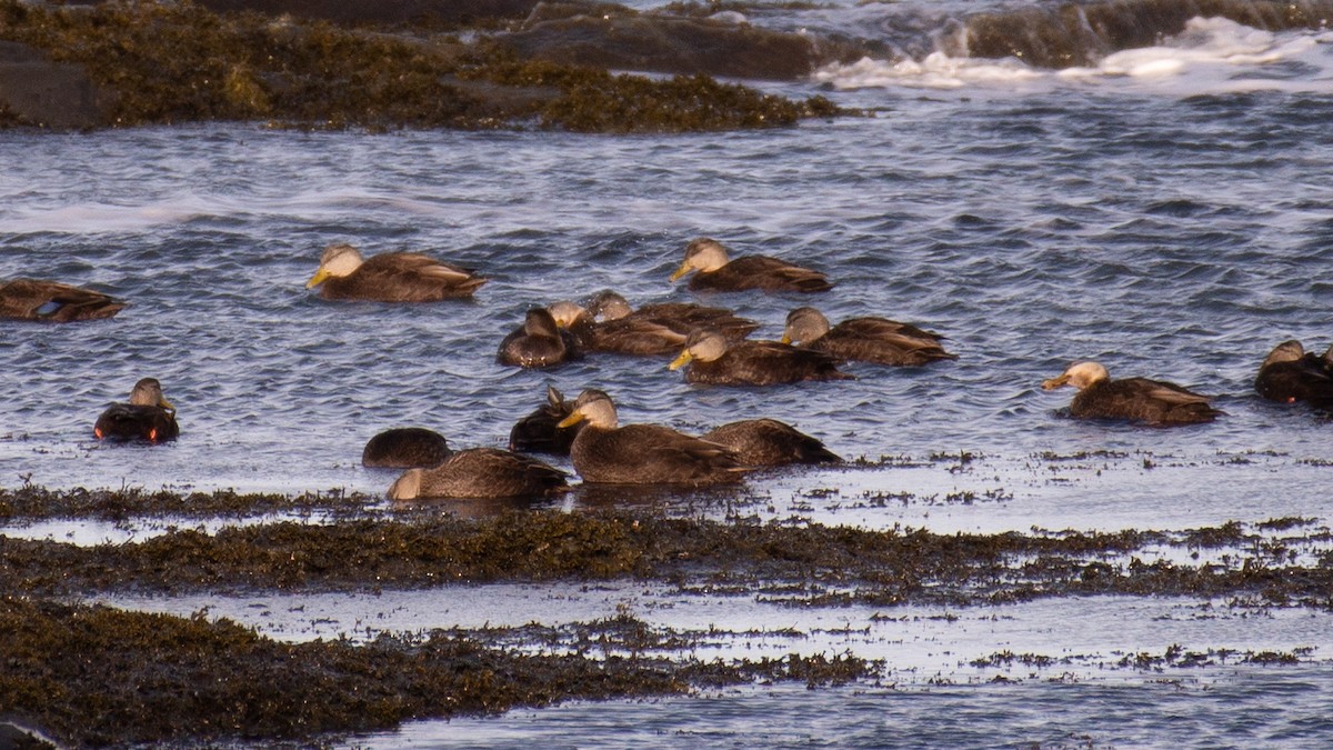 Ahate iluna - ML647874698