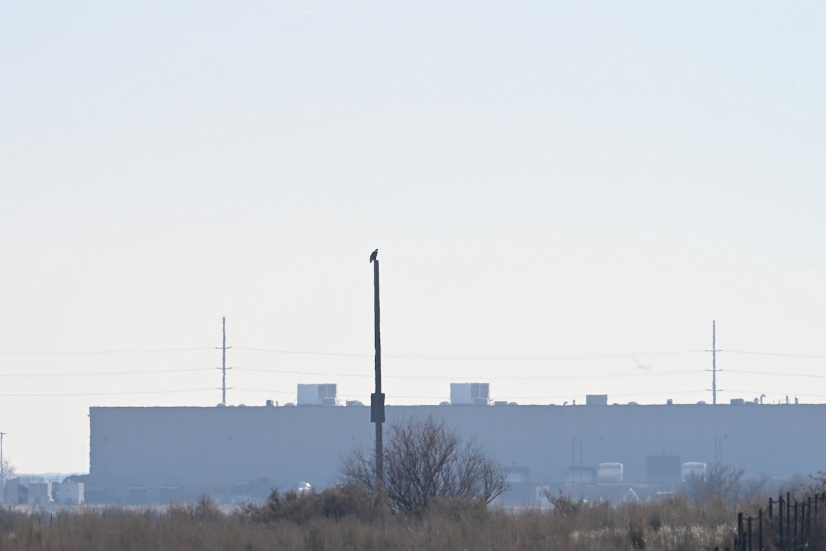 Itsas arrano buruzuria - ML647874699