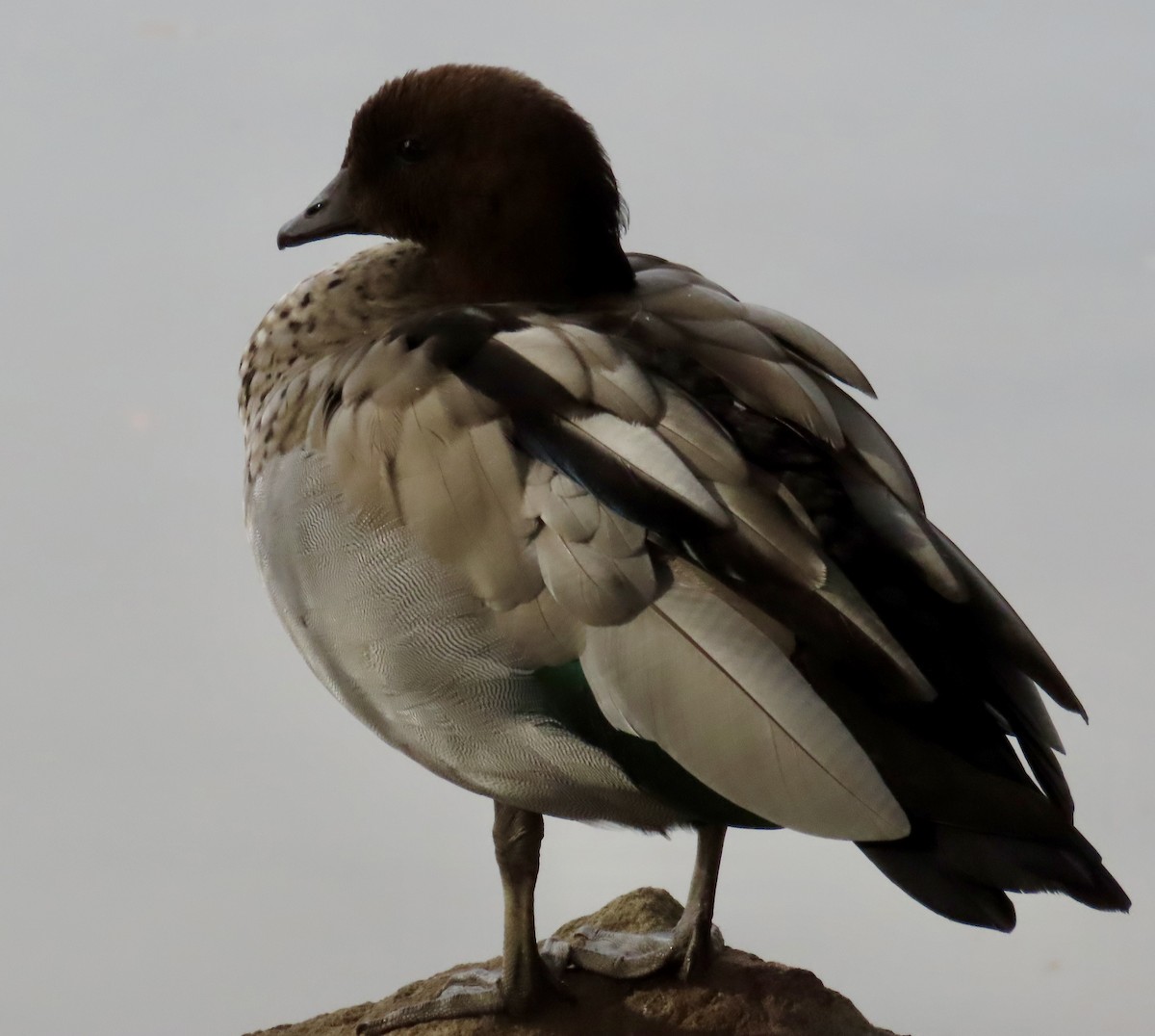 Ahate kalparduna - ML647874701