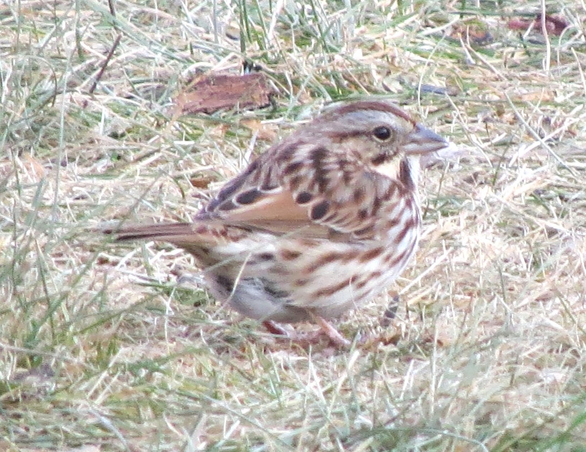 Song Sparrow - ML647874705