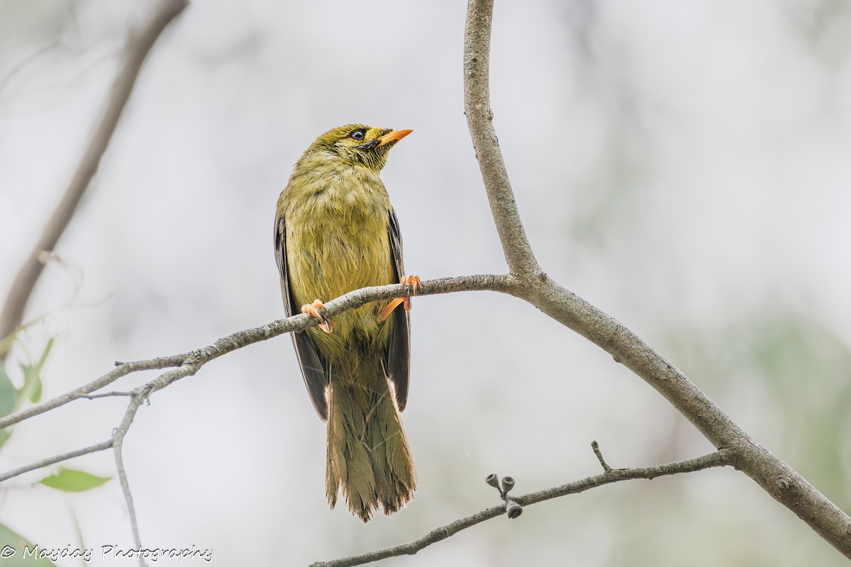 Bell Miner - ML647874706