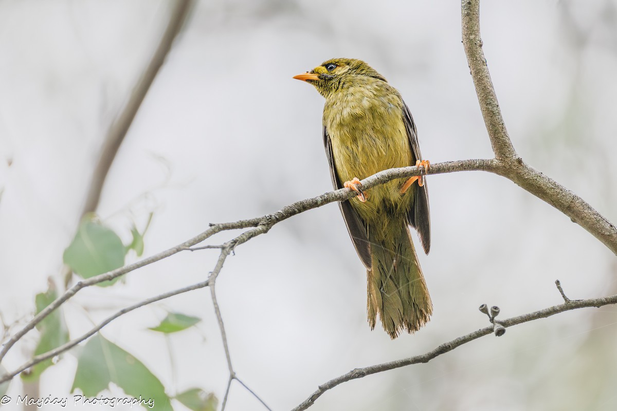 Bell Miner - ML647874707