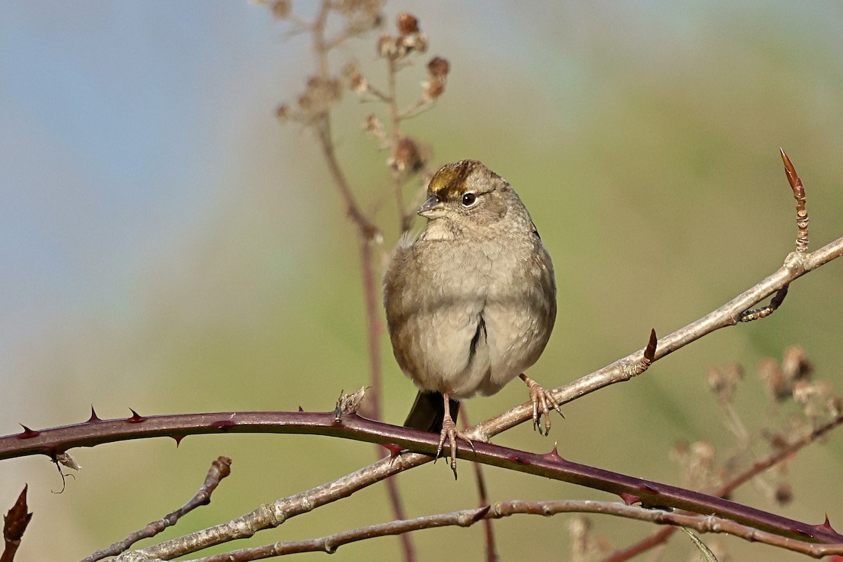 Golden-crowned Sparrow - ML647874708