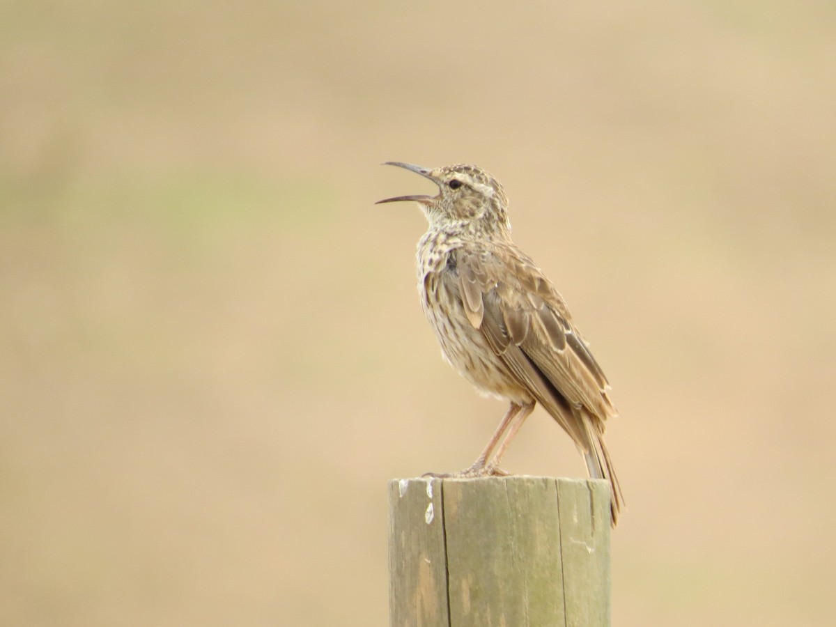Cape Long-billed Lark - ML647874709