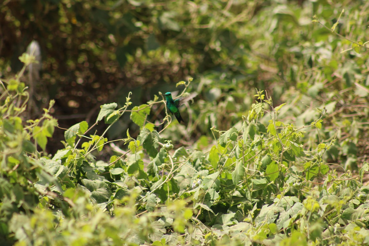 Crested Caracara - ML647874710