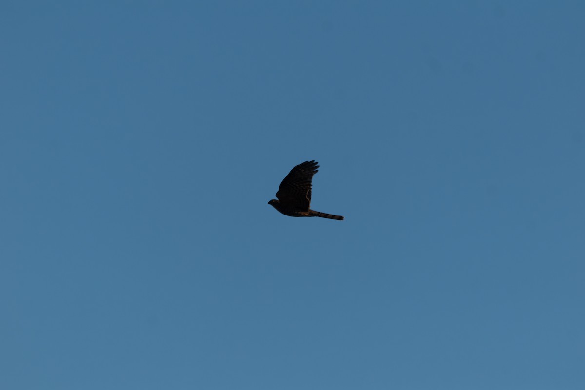 Sharp-shinned Hawk - ML647874711