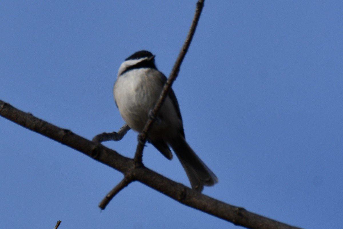 Carolina Chickadee - ML647874712