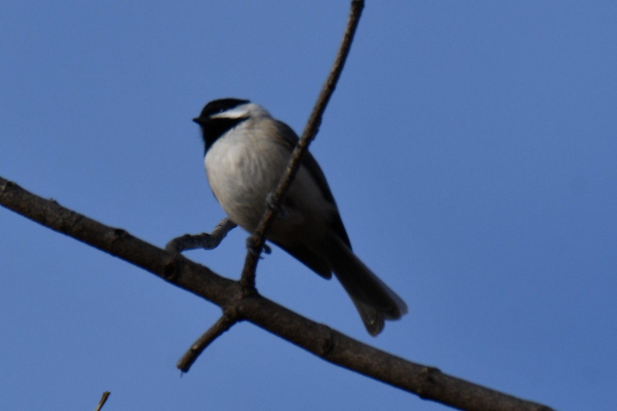 Carolina Chickadee - ML647874713