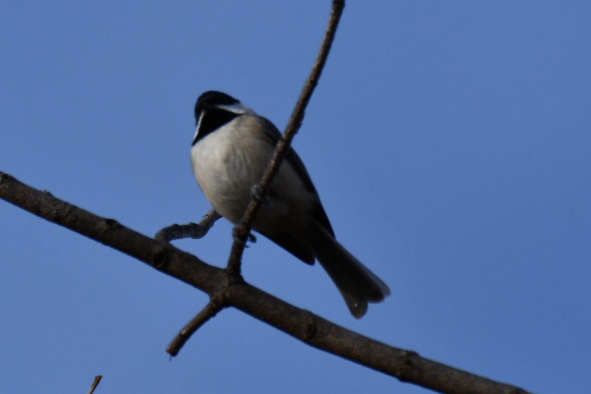 Carolina Chickadee - ML647874714