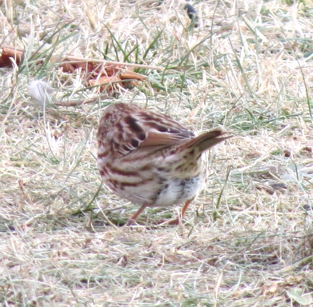 Song Sparrow - ML647874715