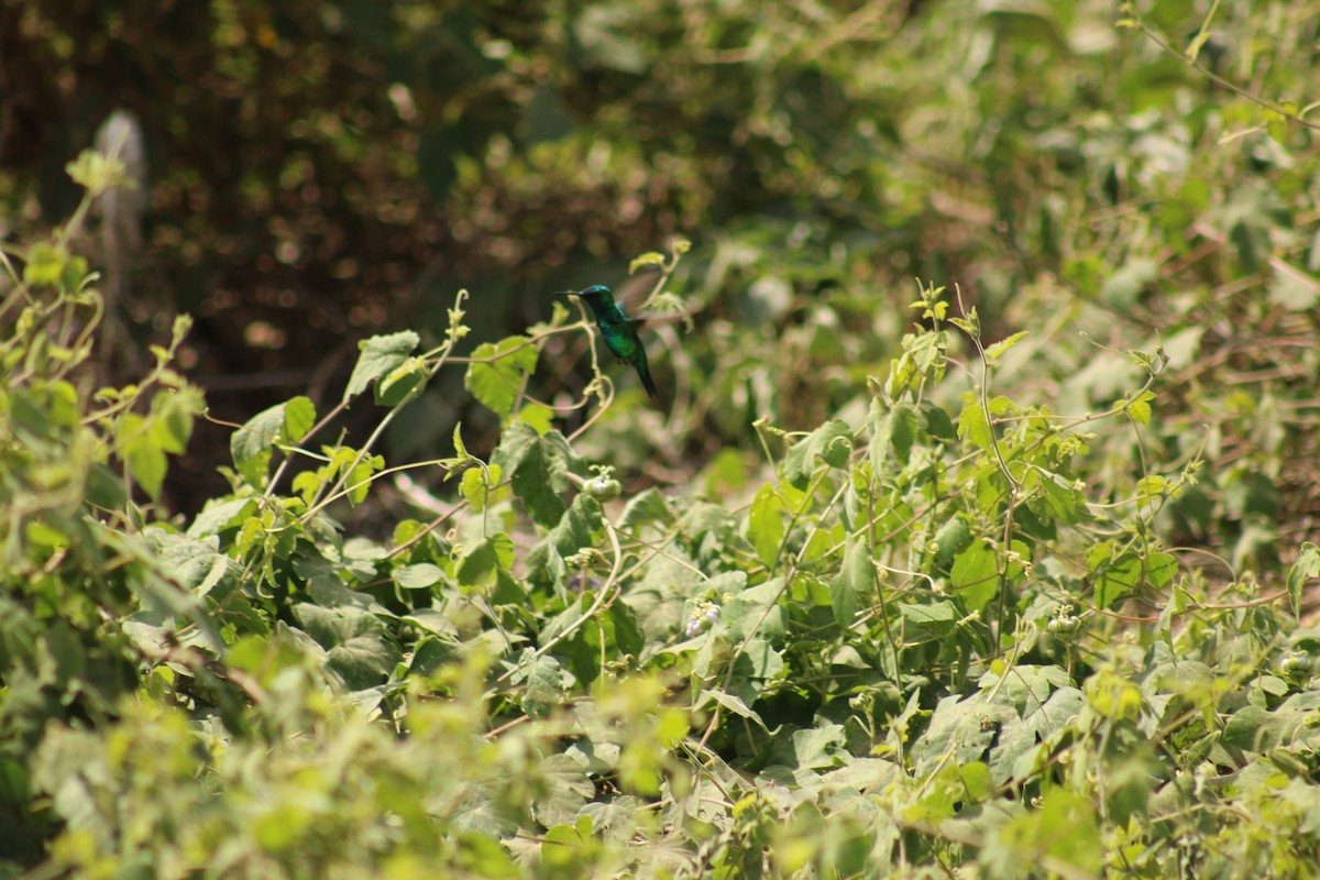 Crested Caracara - ML647874716