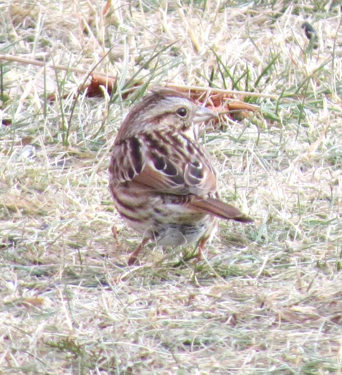 Song Sparrow - ML647874717