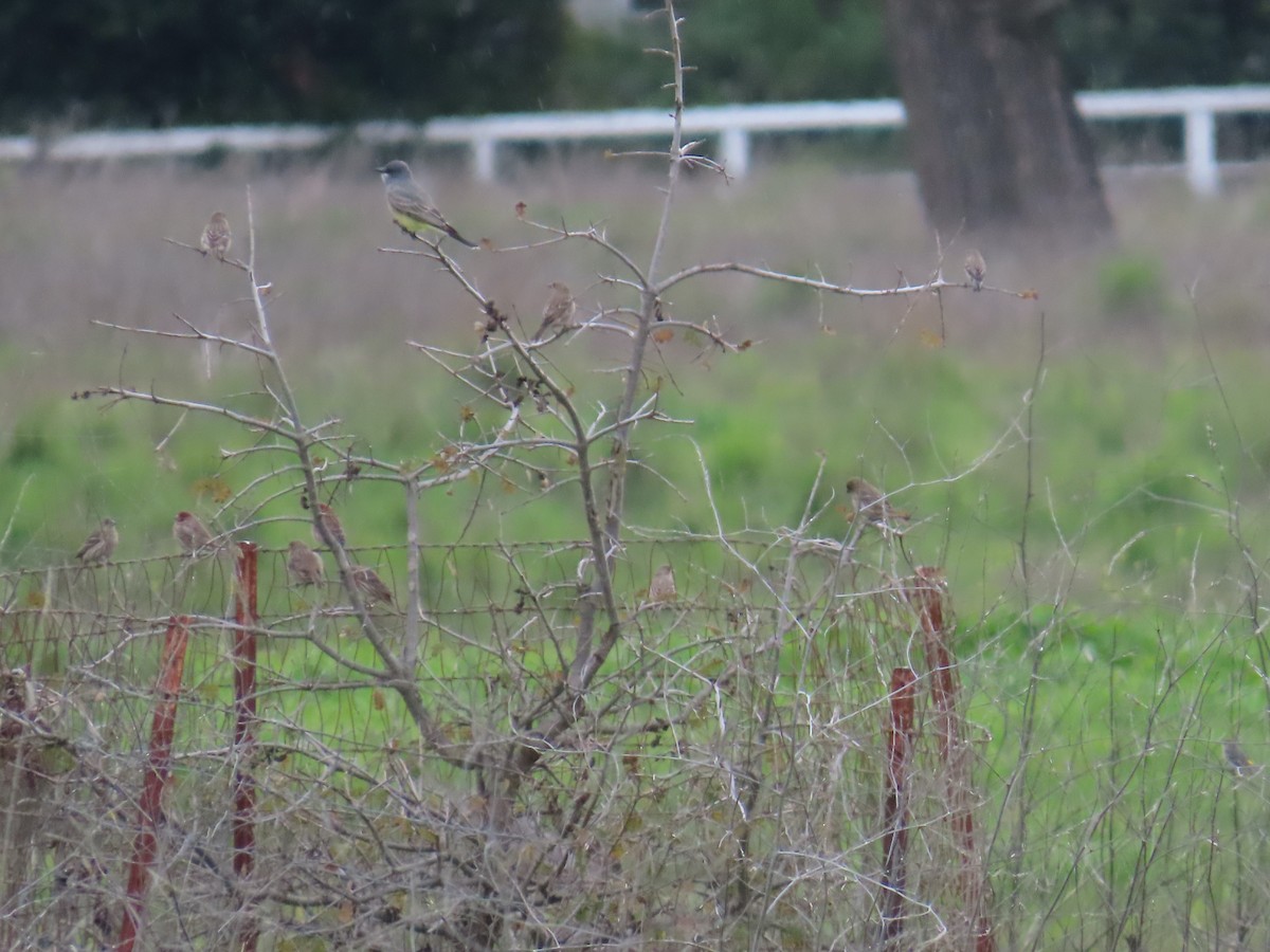 Cassin's Kingbird - ML647874718