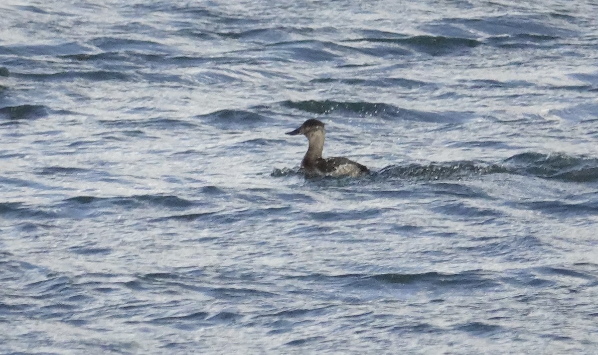 Ahate herdoiltsua - ML647874721