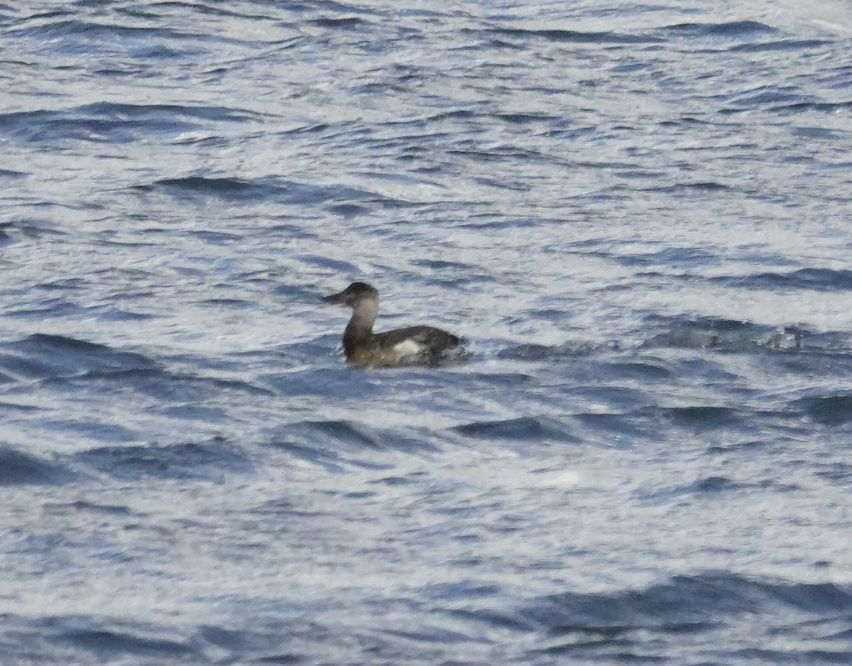 Ahate herdoiltsua - ML647874722