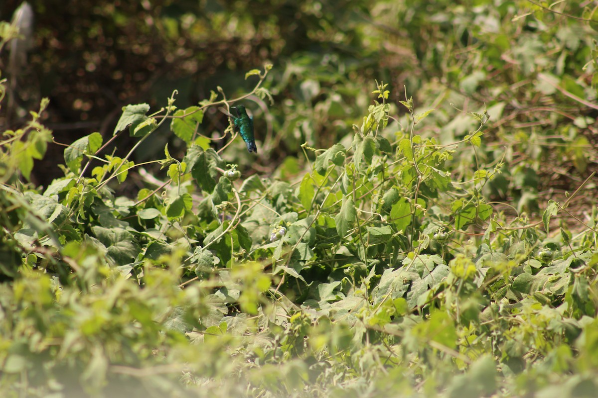 Crested Caracara - ML647874728