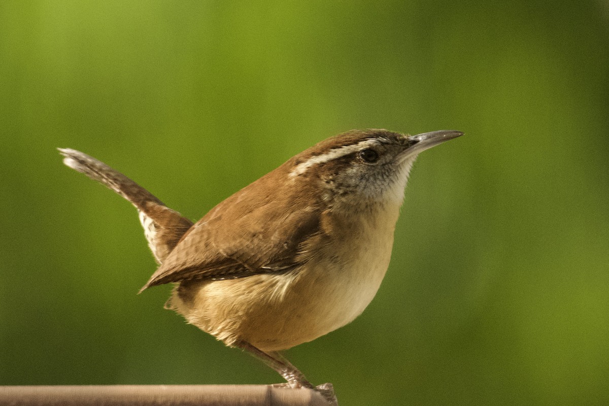 Carolina Wren - ML647874729
