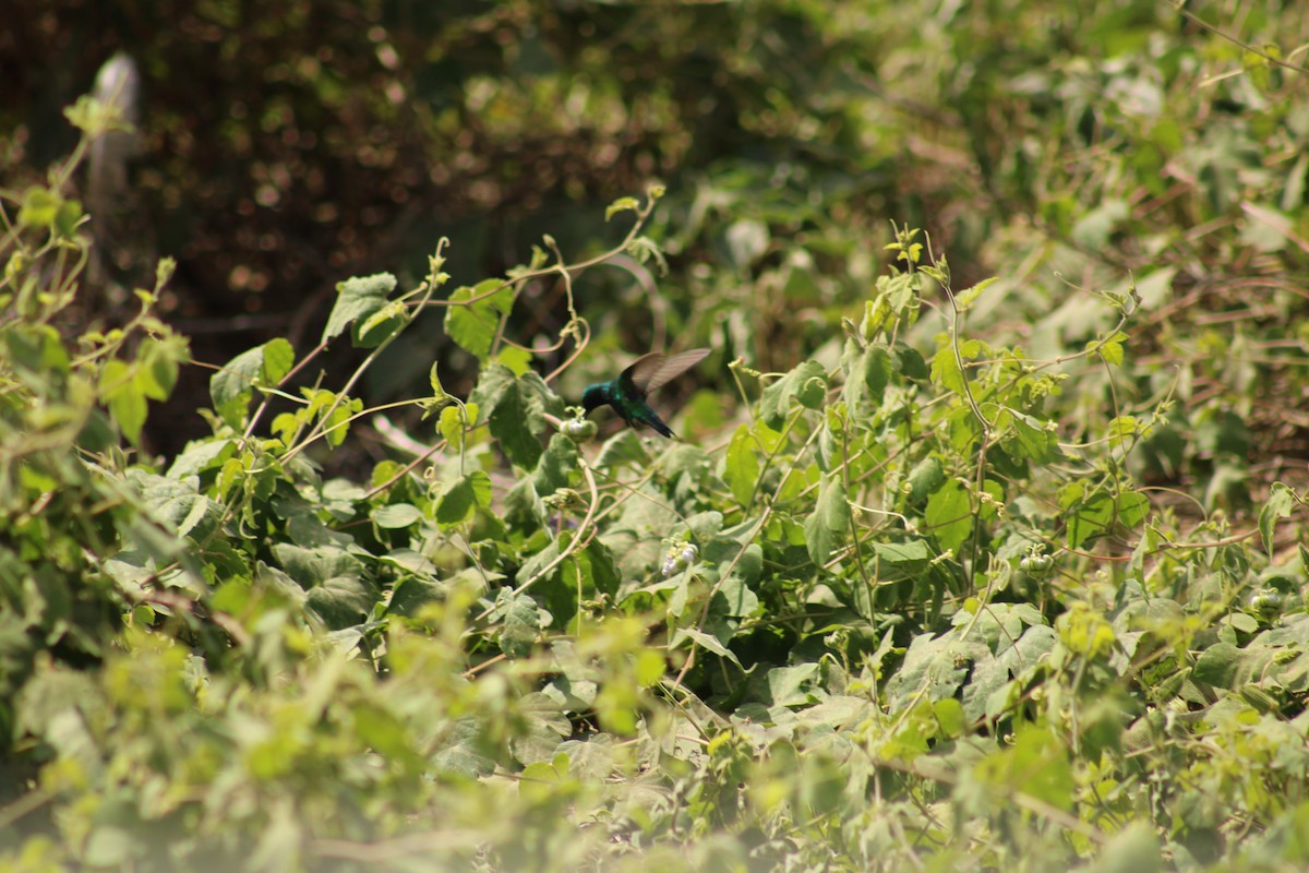Crested Caracara - ML647874736