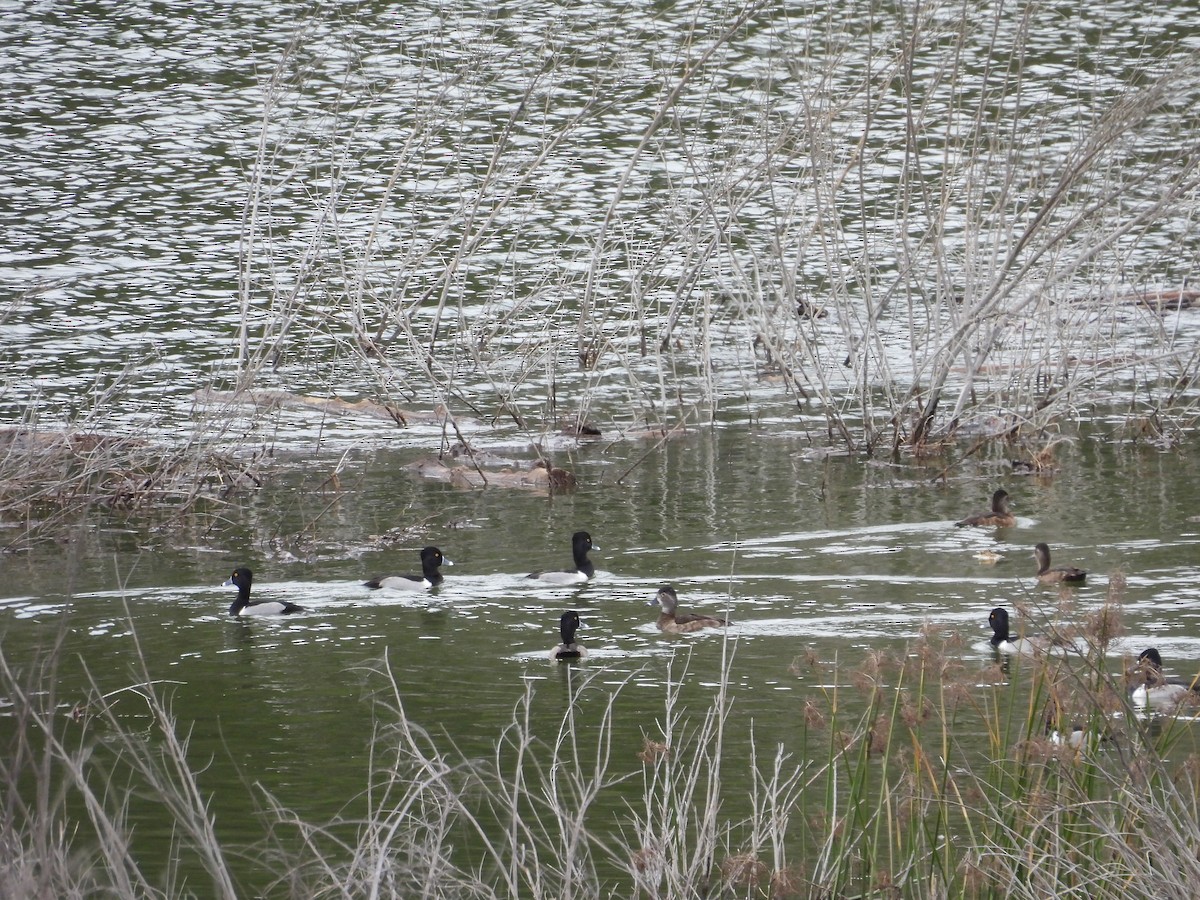 Murgilari lepokoduna - ML647874737